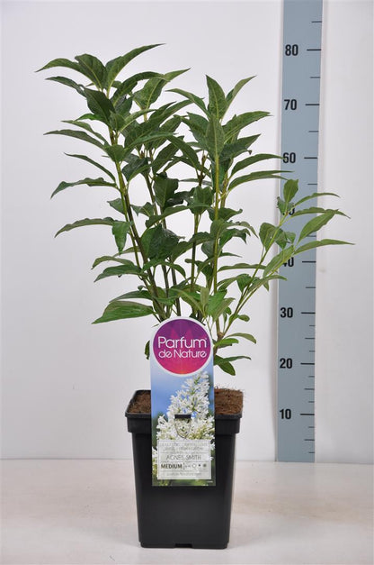 Syringa (V) &