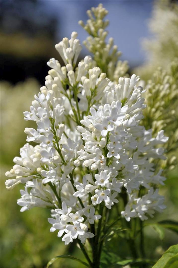 Syringa (V) &