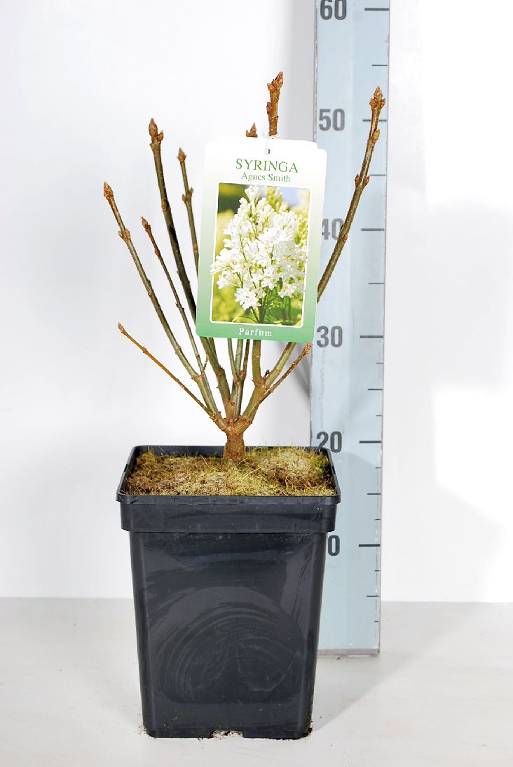 Syringa (V) &
