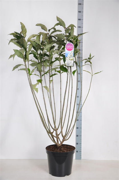 Syringa &