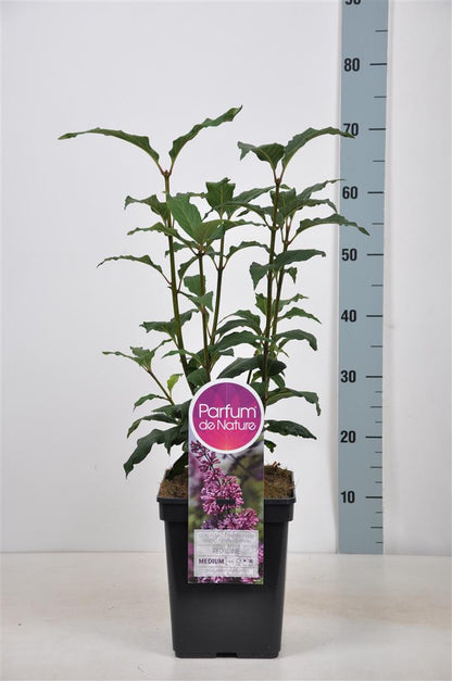 Syringa &