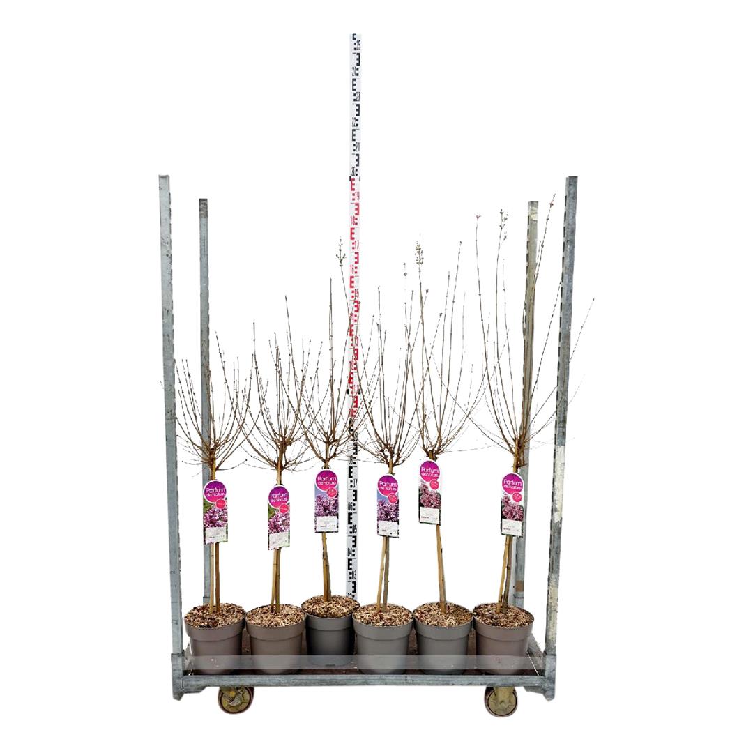 Syren in cultivars - 50 CM STEM C5/P23