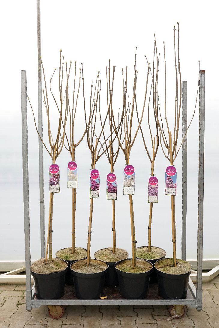 Syren in cultivars - 90 CM STEM C12