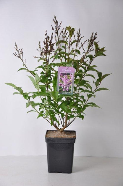 Syringa (V) &