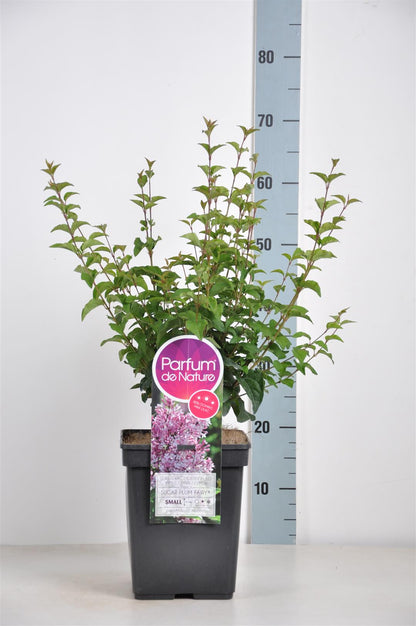Syringa &