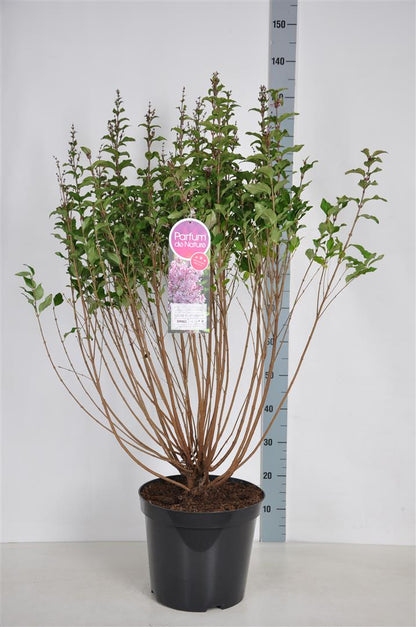Syringa &