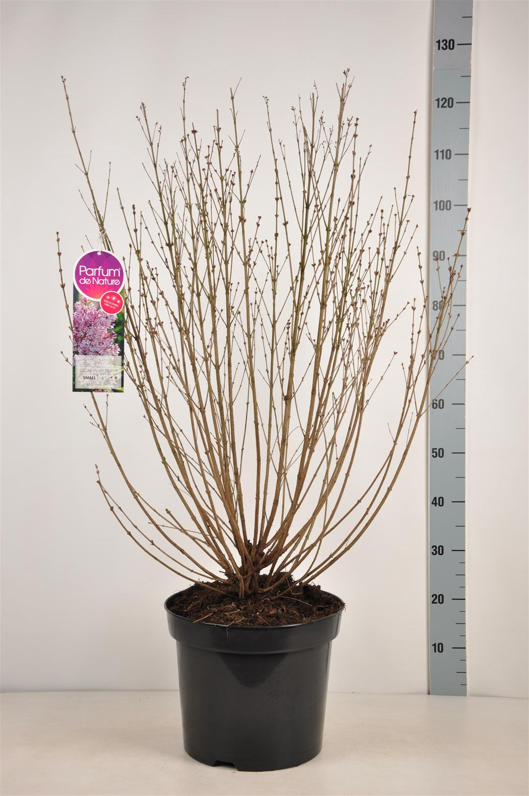 Syringa &