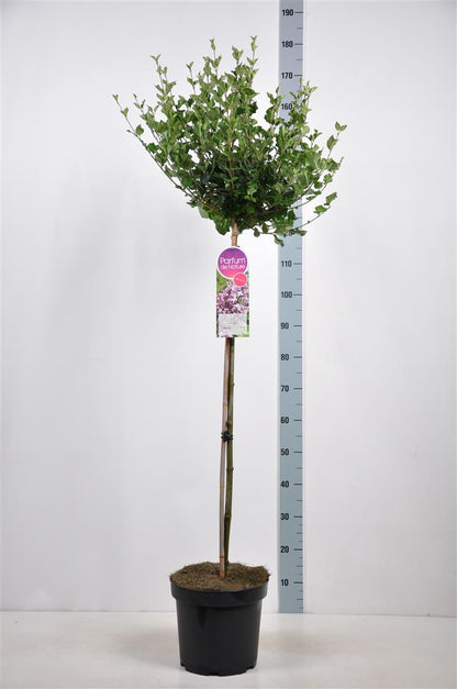 Syringa &