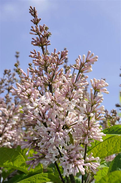 Syringa &