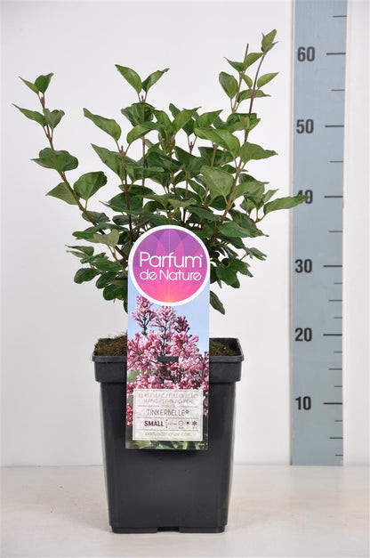 Syringa &