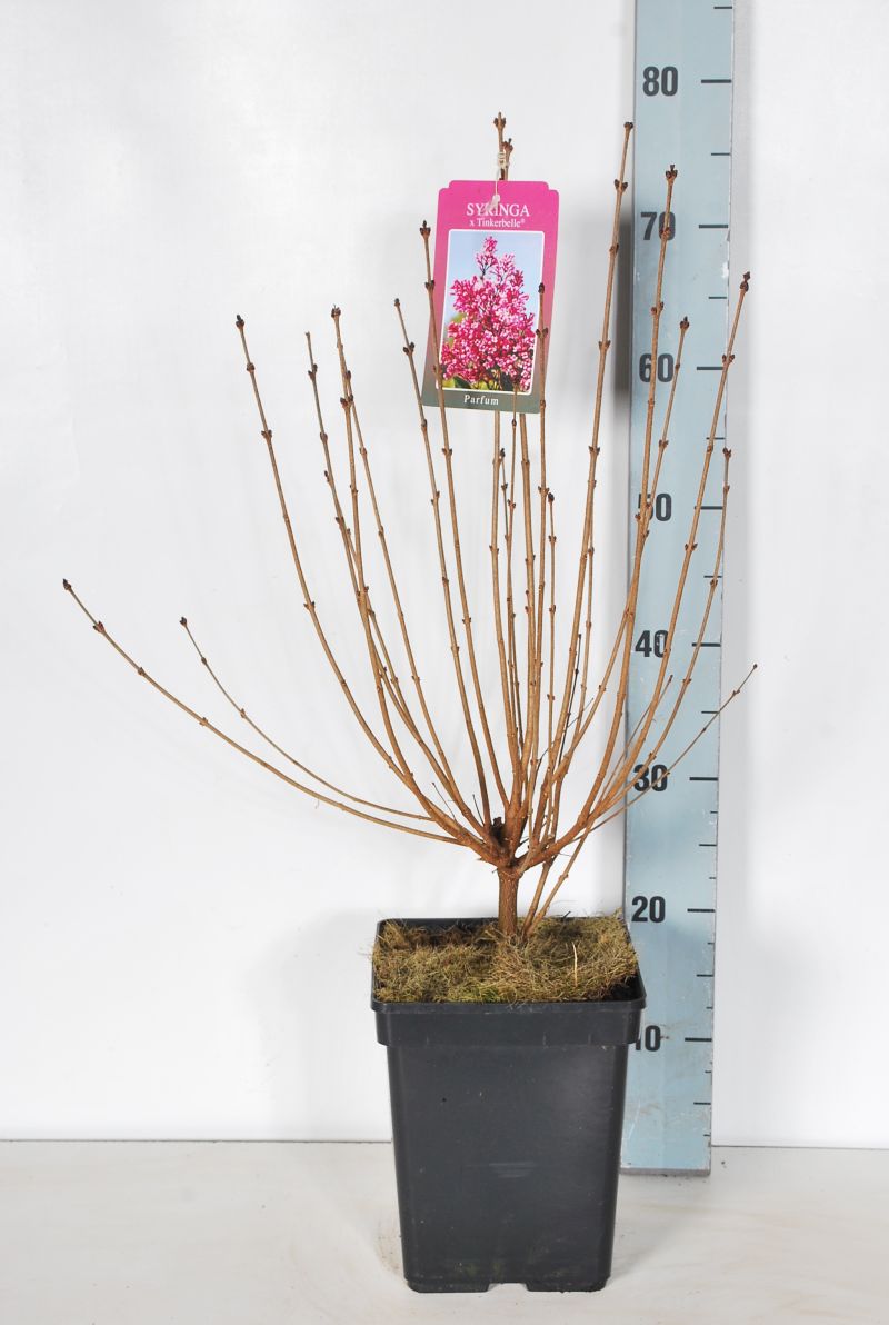 Syringa &