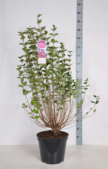 Syringa &