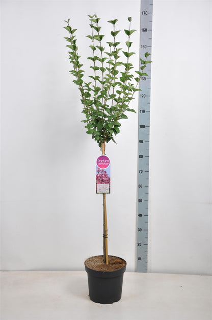 Syringa &