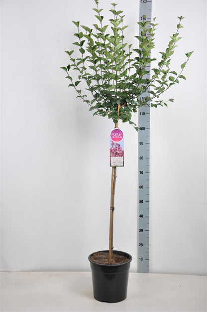 Syringa &