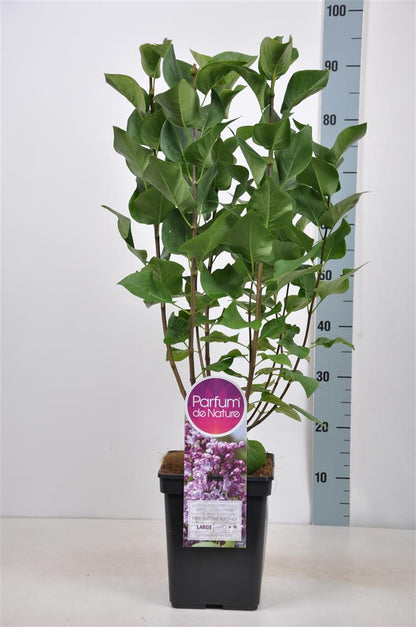 Syringa vulgaris &