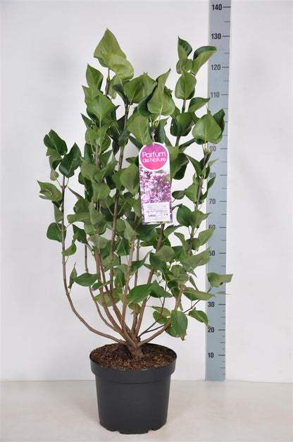 Syringa v. &