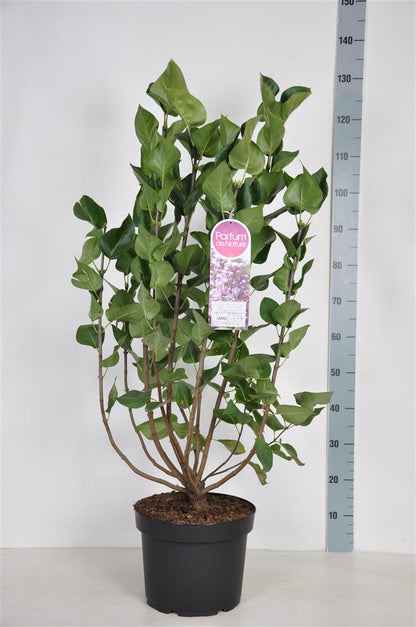 Syringa vulgaris &