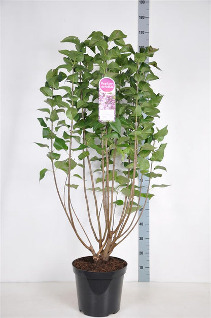 Syringa vulgaris &