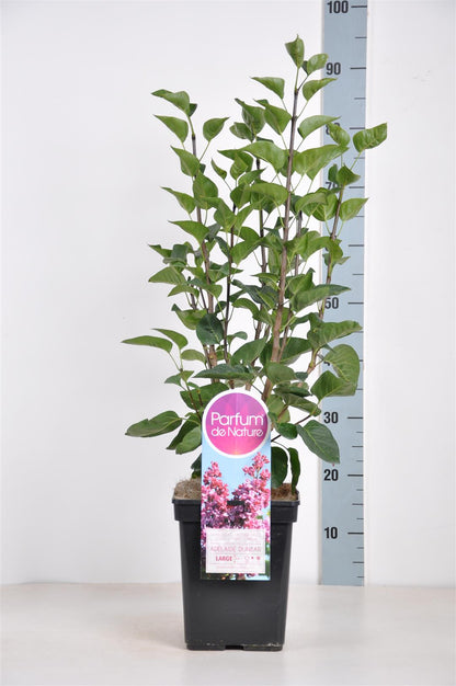 Syringa v. &