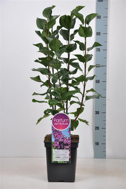 Syringa vulgaris &