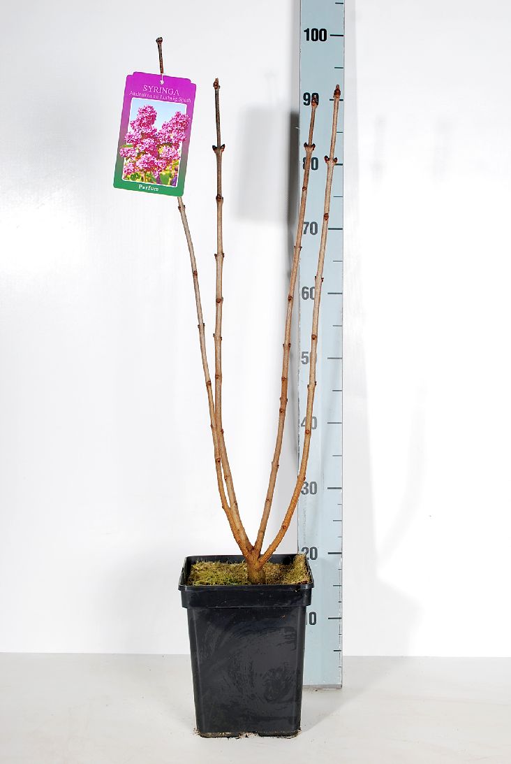 TW-1415066