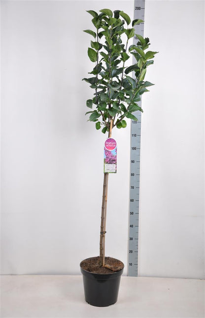 Syringa v. &