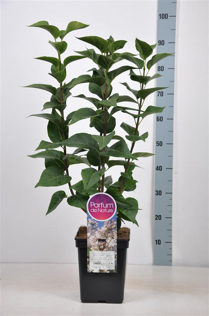 Syringa v. &