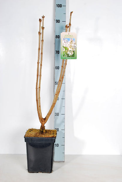 Syringa v. &