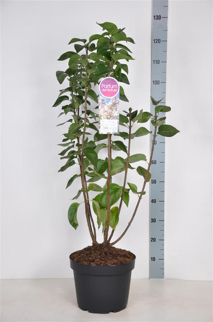 Syringa vulgaris &