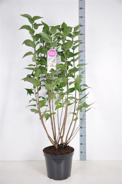 Syringa v. &