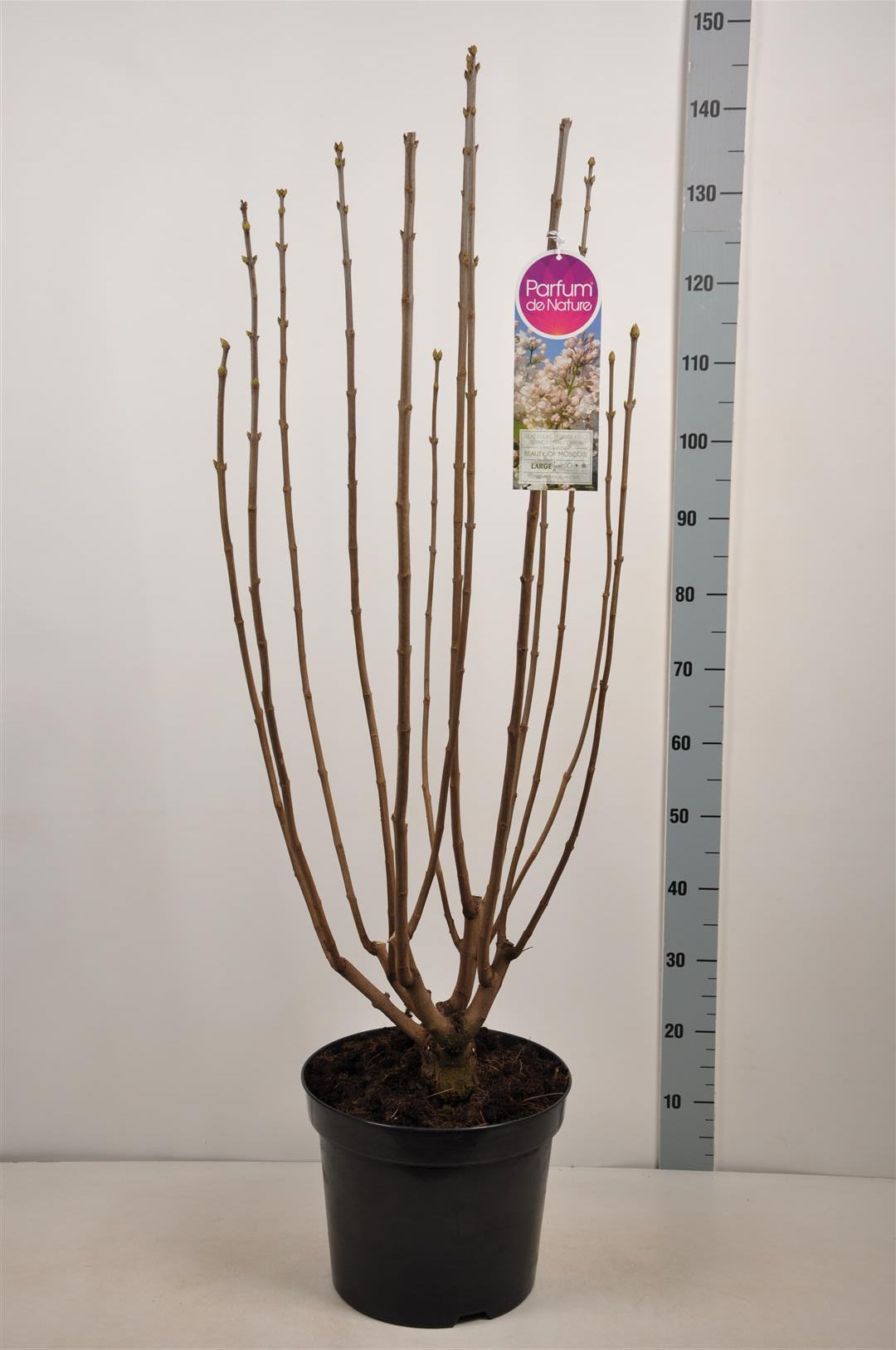 Syringa v. &