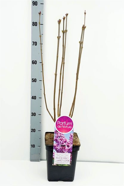 Syringa v. &