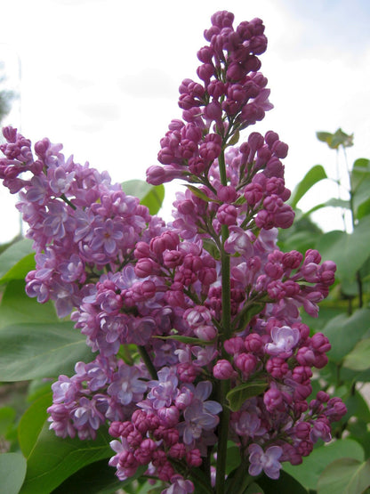 Syringa vulgaris &