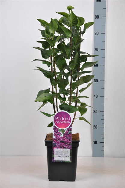Syringa v. &