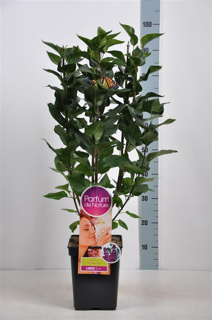 Syringa vulgaris &