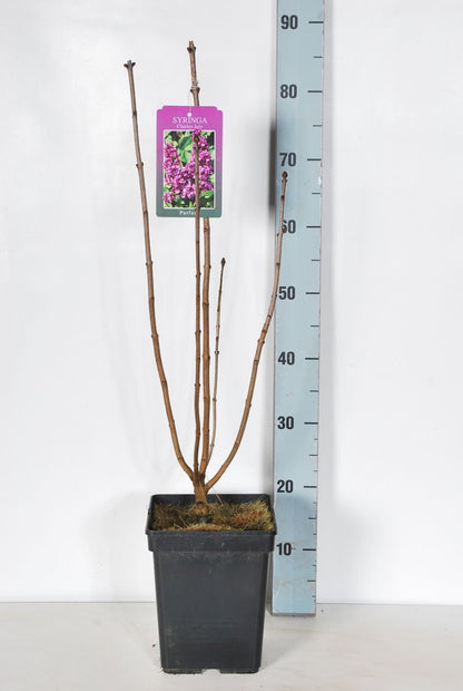 Syringa v. &