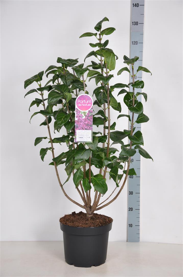 Syringa v. &