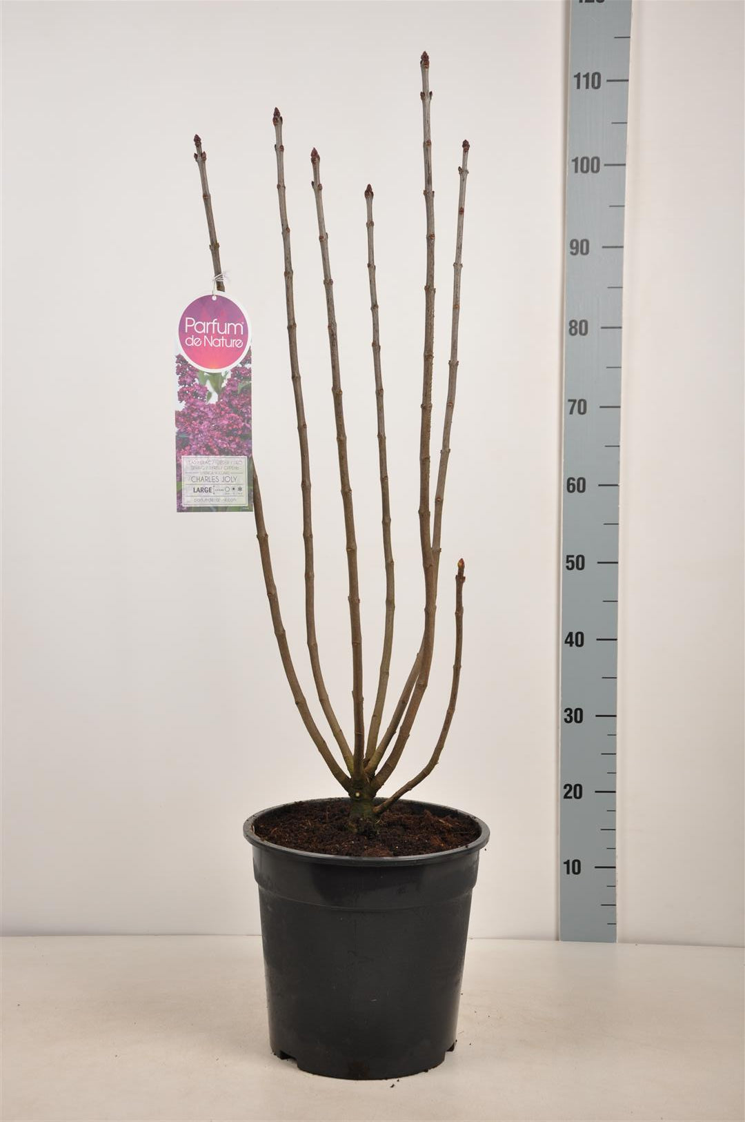 Syringa v. &