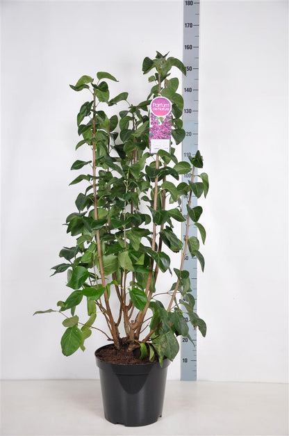 Syringa v. &