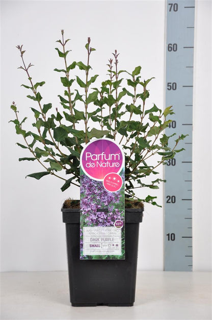 Syringa v. &