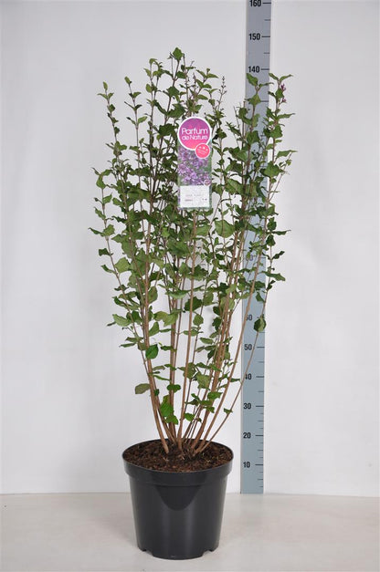 Syringa v. &