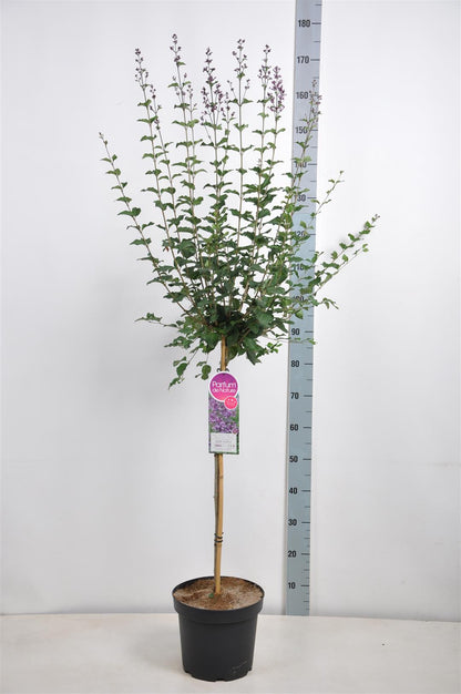 Syringa v. &