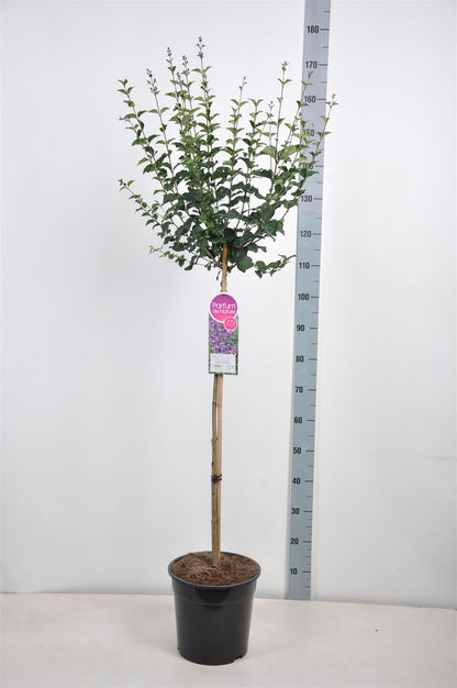 Syringa v. &