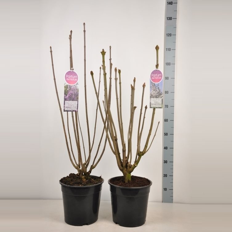 Syren vilosae in cultivars - C10 60-80 CM