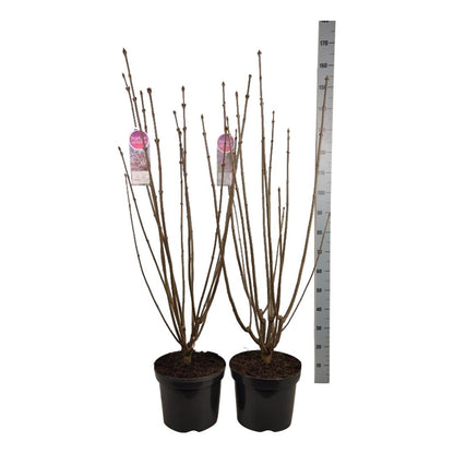 Syringa vilosae in cultivars C15 (15 liters kruka) 70-80 cm