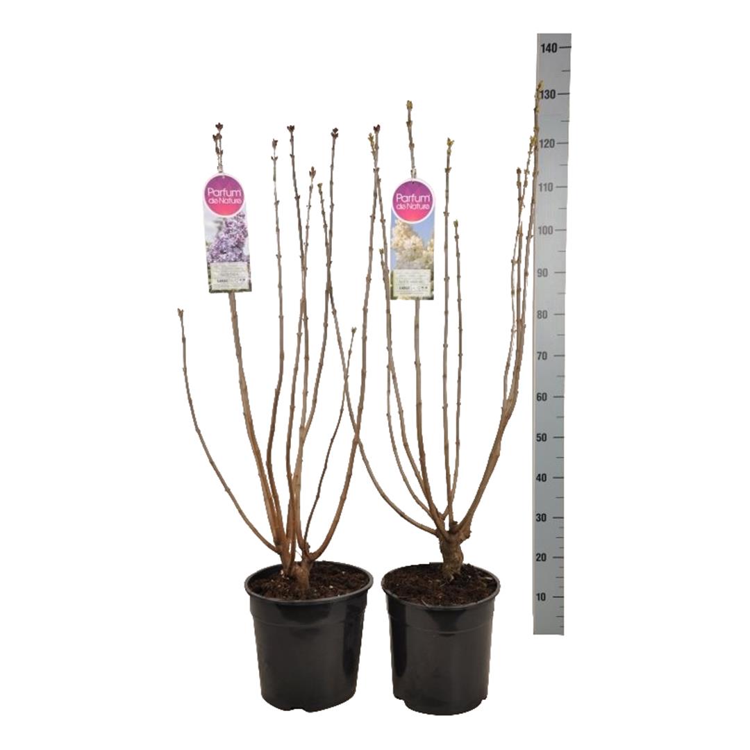 Syren vulgaris in cultivars - C10 80-100 CM