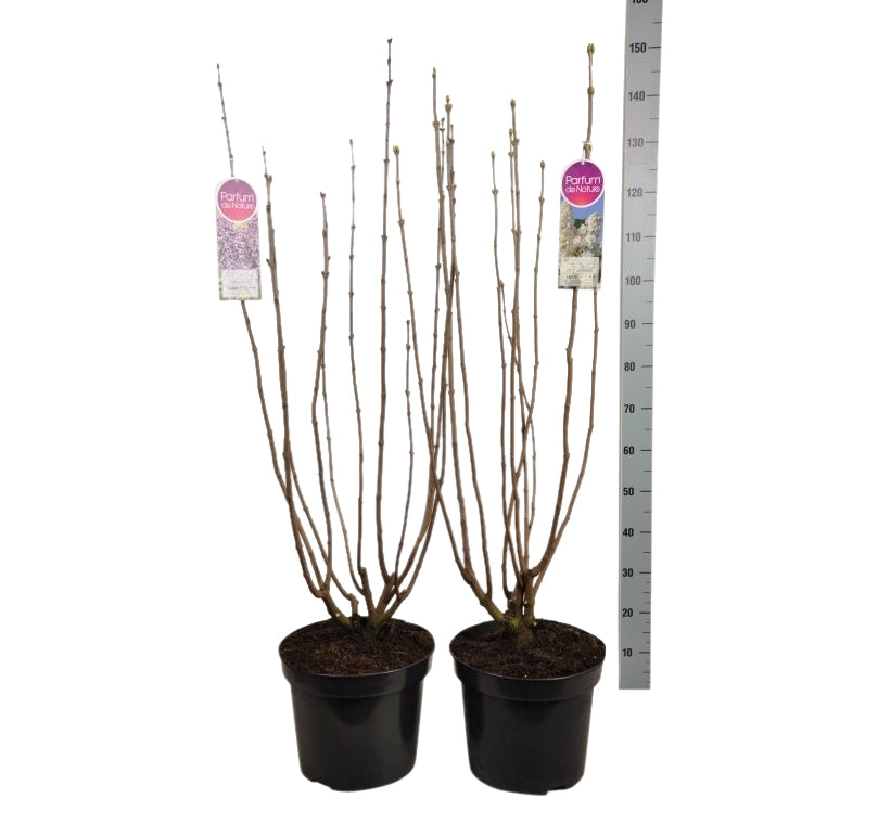 Syringa vulgaris i sorter C15 (15 liters kruka) 90-120 cm