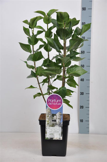 Syringa v. &