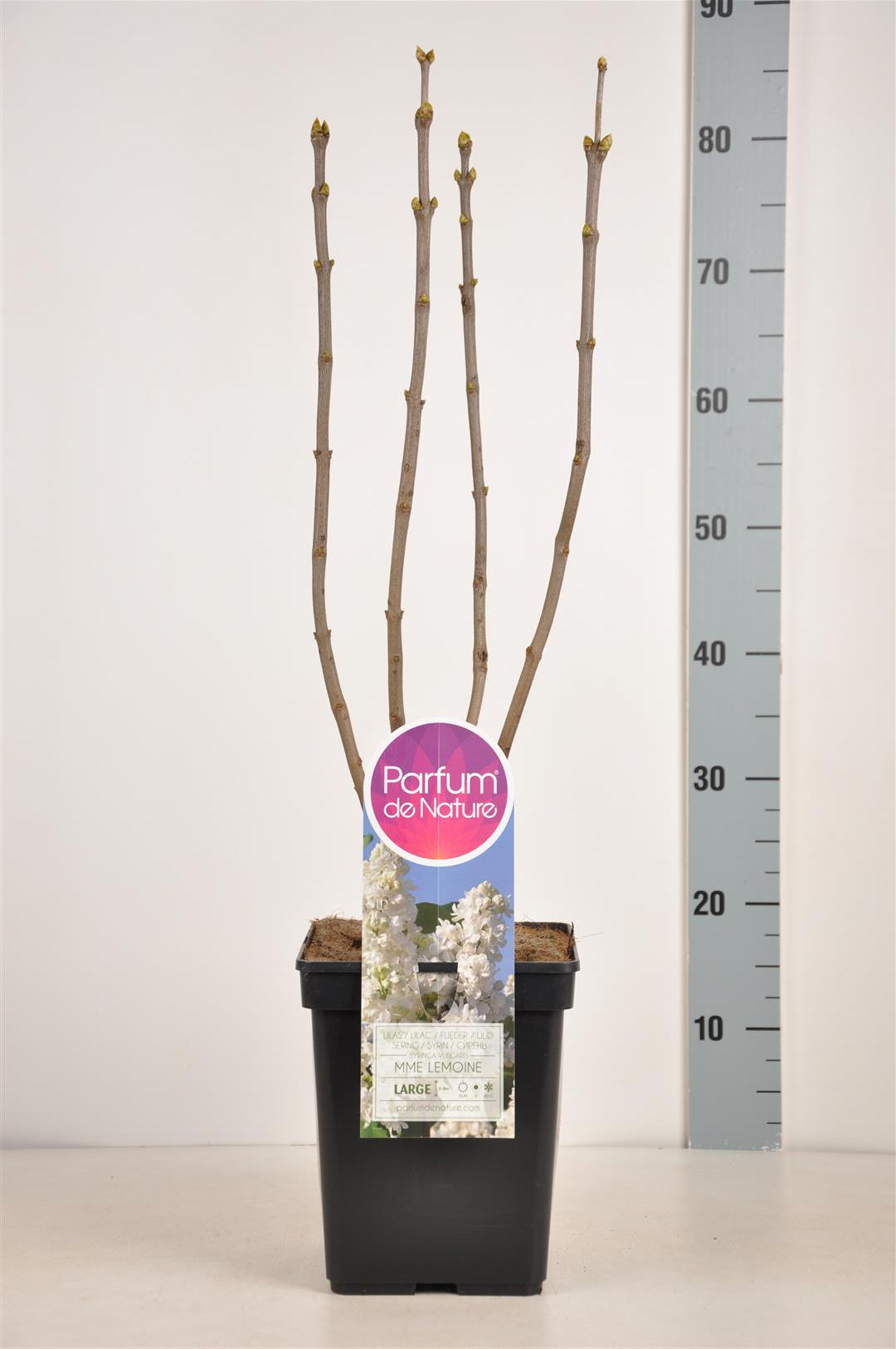 Syringa v. &
