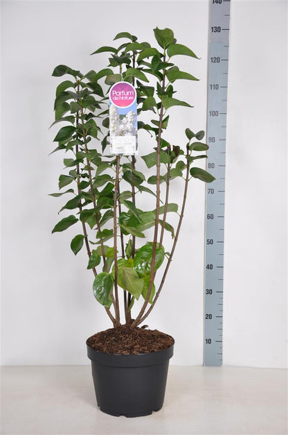 Syringa vulgaris &